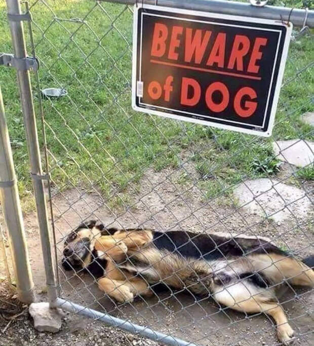 смешные собаки которые не умеют охранять, собаки которых поставили охранять дом но они вообще без понятия как это делать