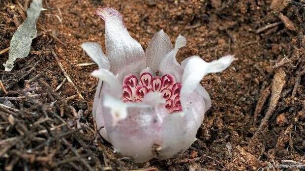 Ризантелла Гарднера: странная орхидея, которая растет под землей в полной темноте
