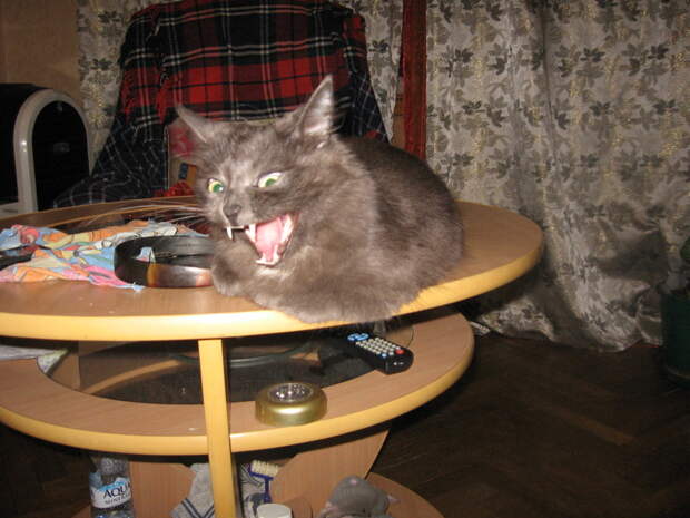 Немного про кота животные, коты