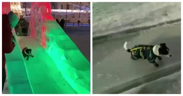 Пёс любит кататься с горки