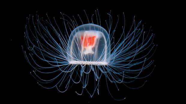 Бессмертная медуза. выживание, животные, наука