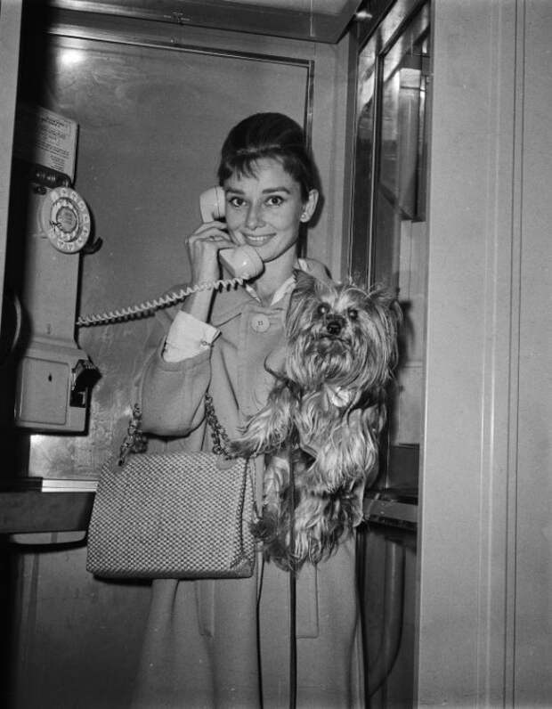 Одри Хепберн, йоркширский терьер Мистер Знаменитость. Фото / Audrey Hepburn, Yorkshire terrier Mr. Famous. Photo 