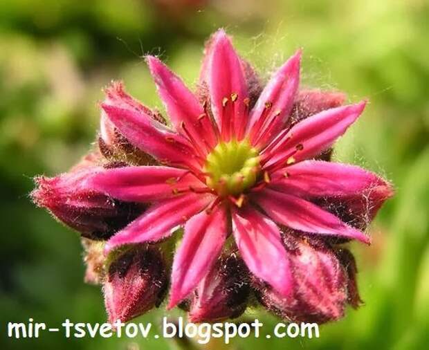 Растения для альпийской горки