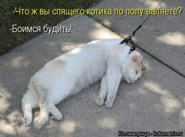 Новая котоматрица на Бугаге (33 фото)