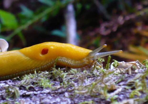 Банановый слизень (лат. Ariolimax) (англ. Banana slug)