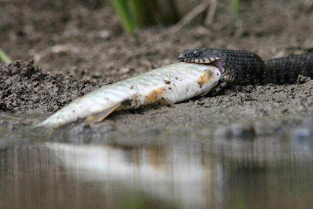 Водяной уж (Natrix tessellata)