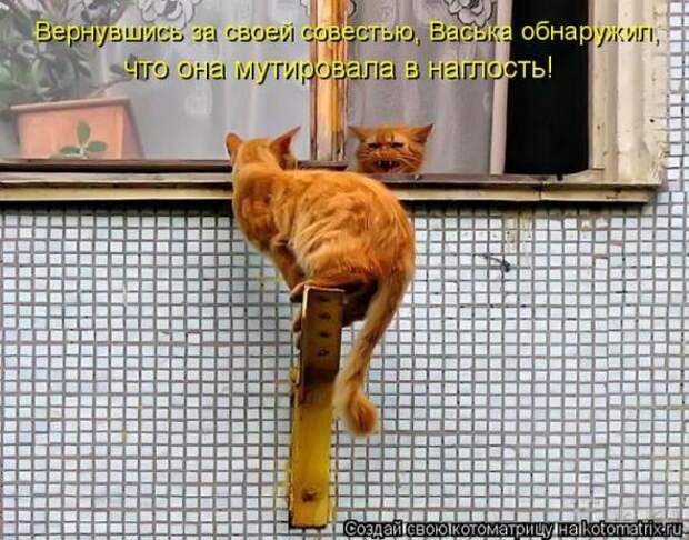 Котоматрицы (картинки с надписями)
