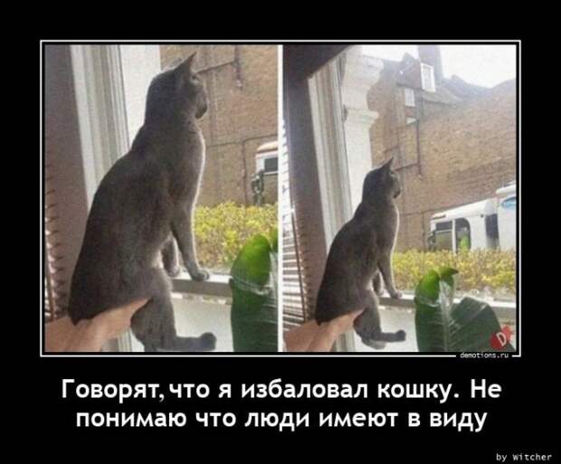 Демотиваторов пост: «Говорят, что я избаловал кошку…» (16 фото)