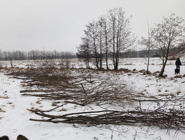 Неизвестный «сумасшедший» вырубает деревья у реки Плетёнка в Рязани