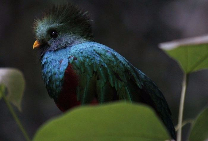 Birds_1 (700x474, 177Kb)