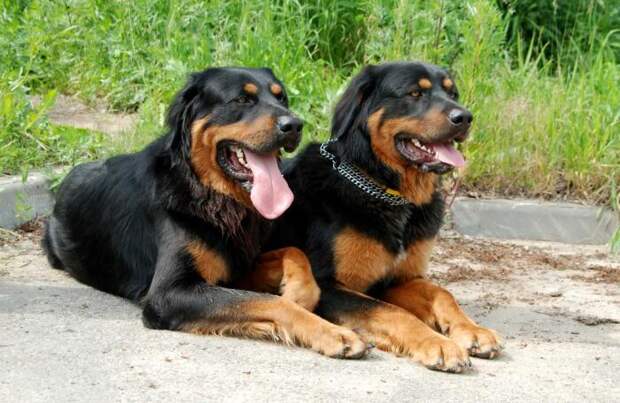 Размеры не мешают хотошо делать резкие броски и двигаться практически молниеносно / Фото: doggav.ru Размеры не мешают хотошо делать резкие броски и двигаться практически молниеносно / Фото: doggav.ru