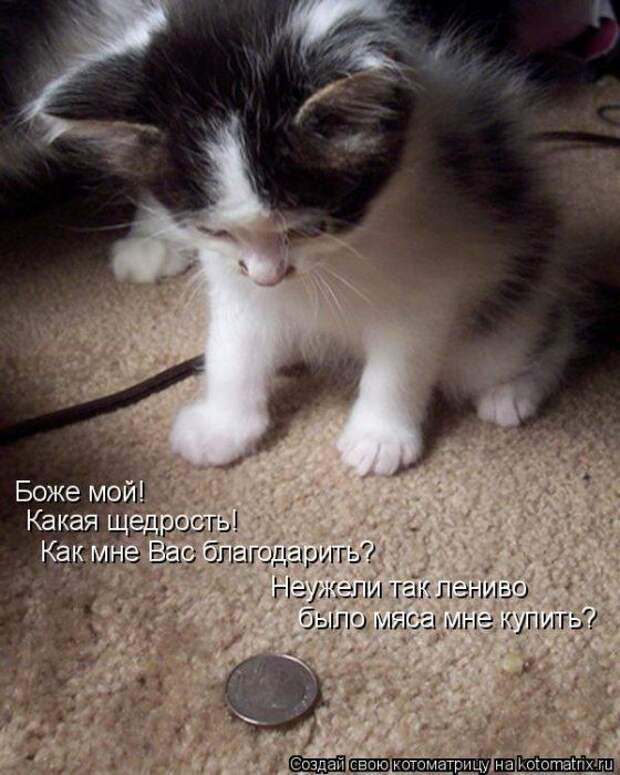 Котоматрицы :)