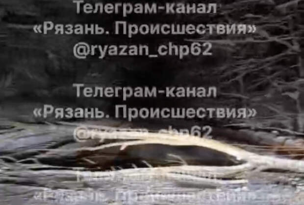 Рухнувшее дерево отрезало от мира российский поселок