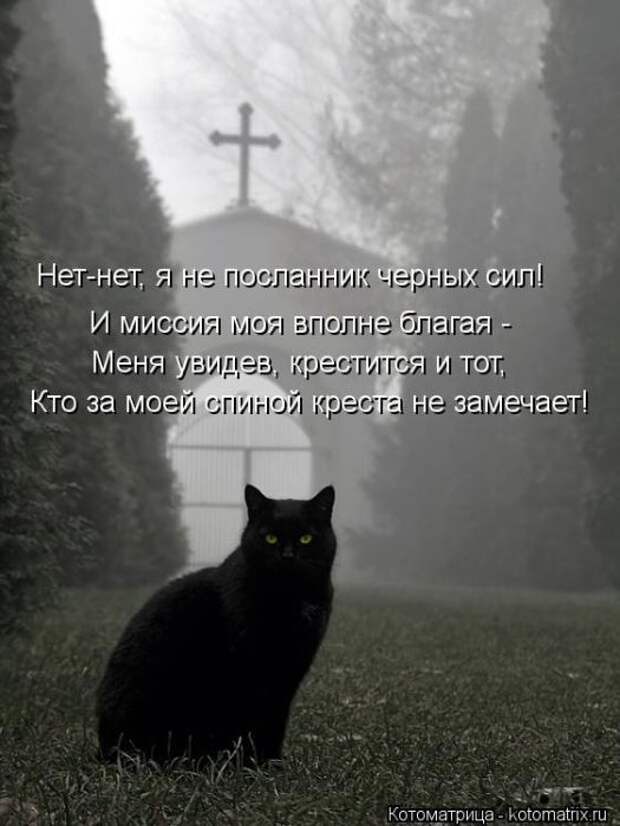 Котоматрицы(картинки с надписями)