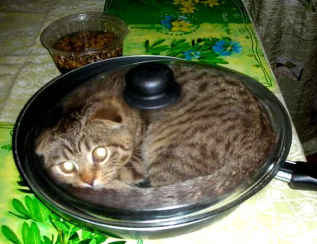 Блюдо из кошки