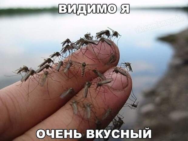 Смешные картинки с надписями прикол, юмор
