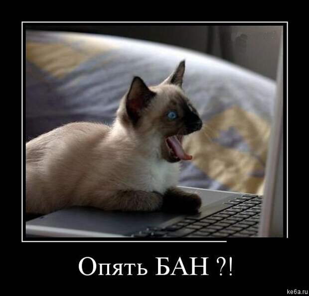 Животным смешно, а вам? (90 фото) smeshnie shivotnie 33 Животным смешно, а вам? (90 фото)