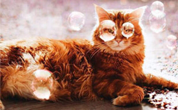 I Photograph The Adventures Of My Ginger Cat - Cutlet