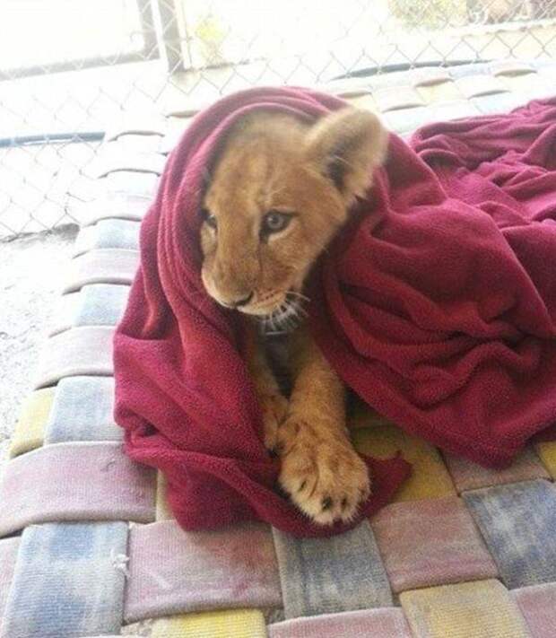 Лев, который не может уснуть без одеяла животные, лев, ручной