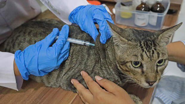 Центр Гамалеи предложил создать новую вакцину от бешенства