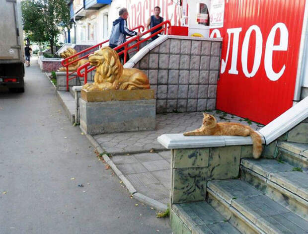 Младший брат льва. Младший брат льва.