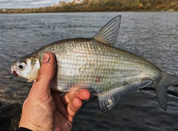 Еще одна вкусная рыбешка. |Фото: zaxvostom.com.