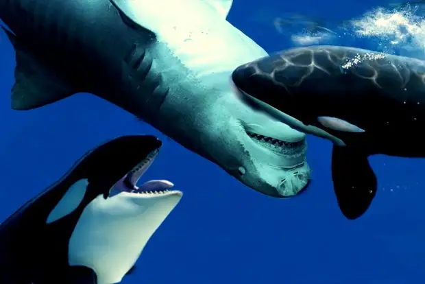 В поисках исторической правды: кто настоящий отец легендарной «тридцатьчетверки»…