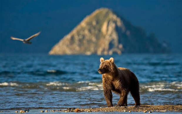 Невероятные фотографии медведей 13