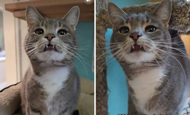 Кот пропал и нашелся через полгода. Но еще через год домой пришел точно такой же кот