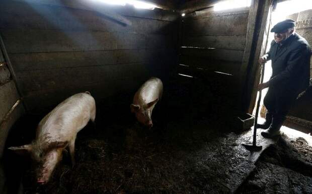 Жизнь в зоне отчуждения Чернобыльской АЭС (19 фото)