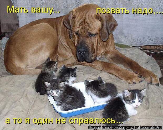 котоматрица мать вашу (700x559, 91Kb)