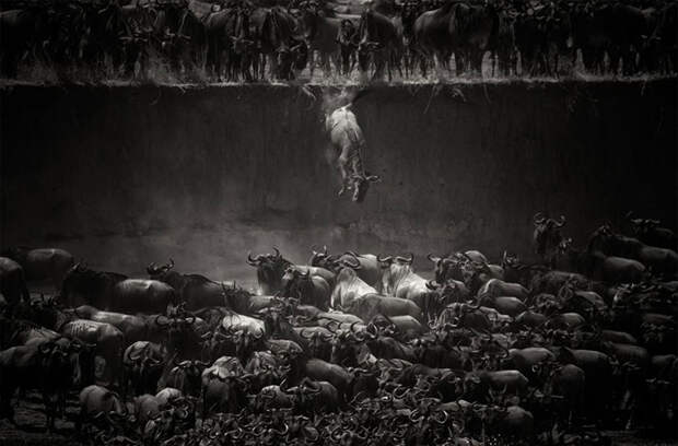 animal-migration-photography-1111__880