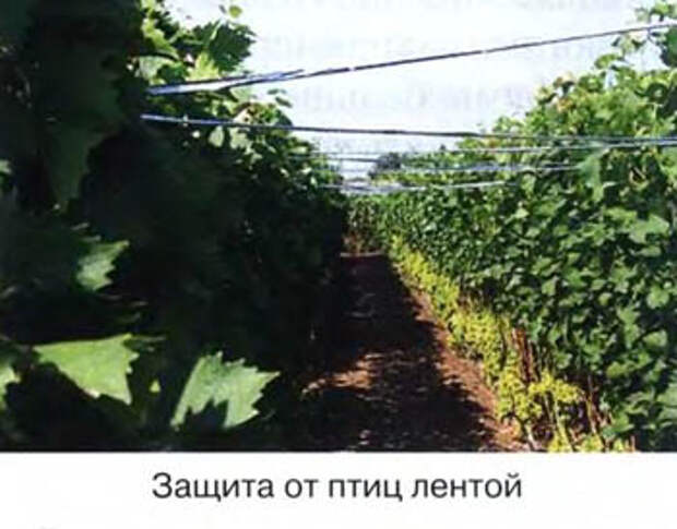 Защита от птиц лентой
