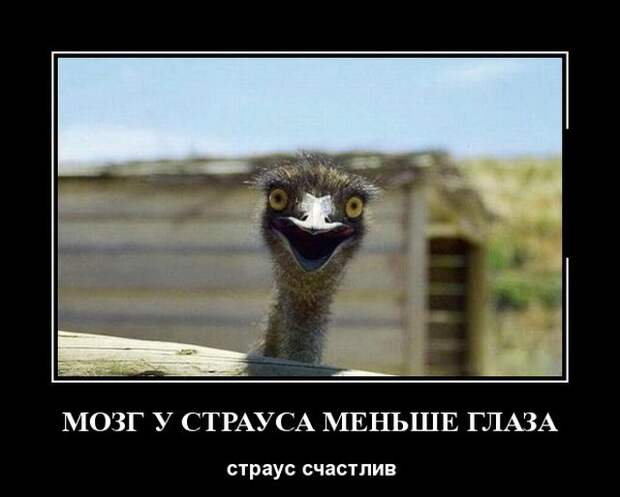Демотиваторы (30 фото)