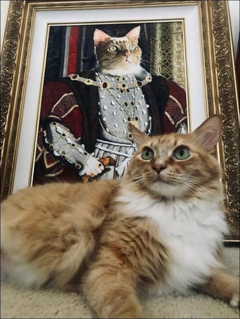 Субботний котопост картинки с надписями., смешные коты и кошки, фотоприколы