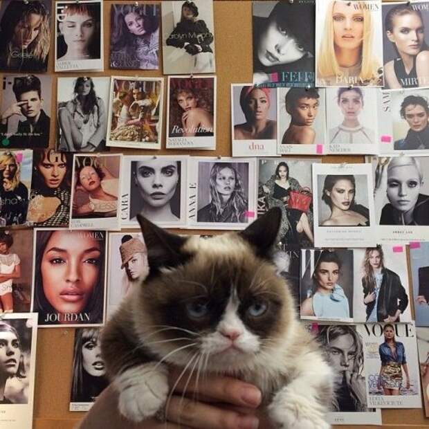 Grumpy Cat за 2 года обогатила свою хозяйку на 100 миллионов долларов (20 фото)