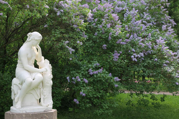ГМЗ «Павловск» покажет все оттенки сирени