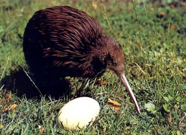 Почему у птицы величиной с курицу такое же яйцо, как у 1,5 метрового страуса Эму