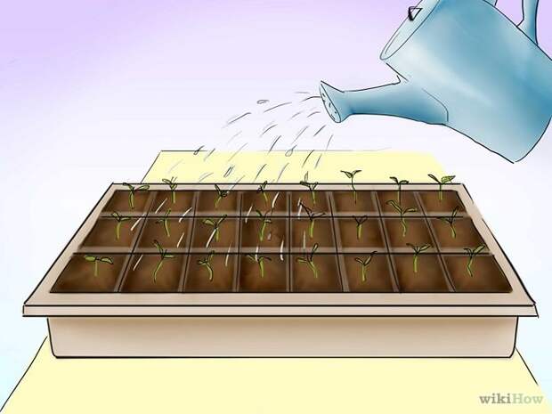 Plant Tomatoes from Seed Step 19.jpg