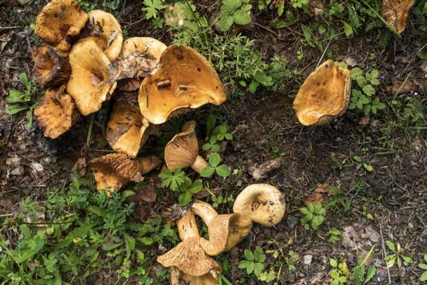 В Комлесхозе призвали не собирать незнакомые грибы