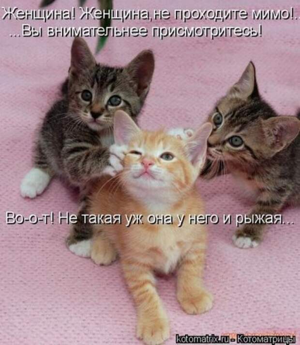 Лучшие котоматрицы недели, 25 фото