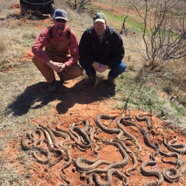26 гремучих змей под хибарой охотника.