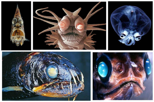 Невероятные монстры океанской бездны марианская впадина, океан, фауна, чудовища