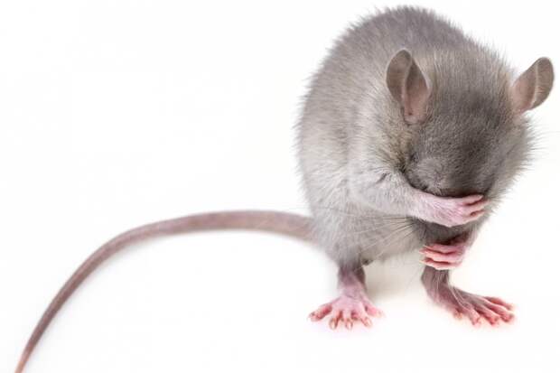 В Камбодже установили памятник крысе-саперу, спасшей тысячи жизней