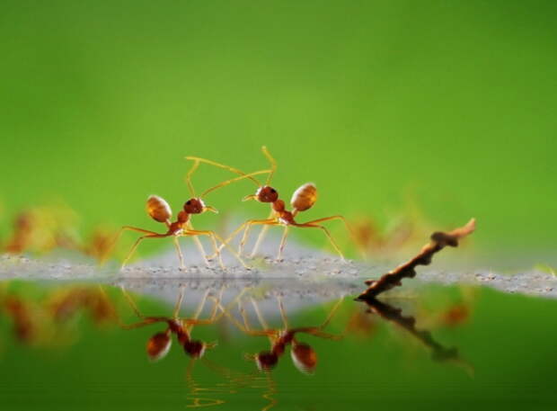 Бой за свою территорию. Автор фотографии: Doni Setiawan.