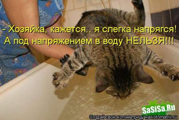 Котоматрицы (картинки с надписями)