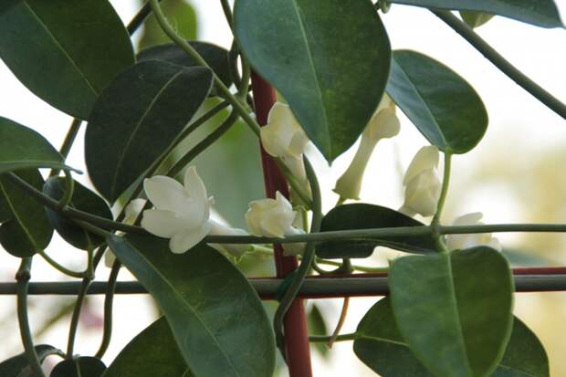 4384674_IMG_0887 (700x466, 218Kb)