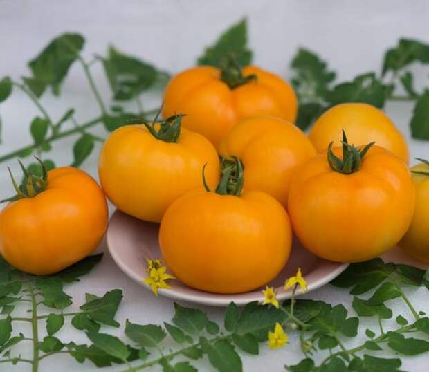 Желтые томаты - одни из самых интересных и удивительных в своем роде. Томат Сюрприз желтый