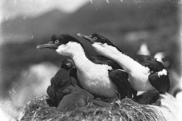 Бакланы на острове Маккуори защищают свое гнездо Дуглас Моусон, австралия, антарктида, изучение Антарктики, научная экспедиция, полярные исследователи, поход во льдах, фотосвидетельства