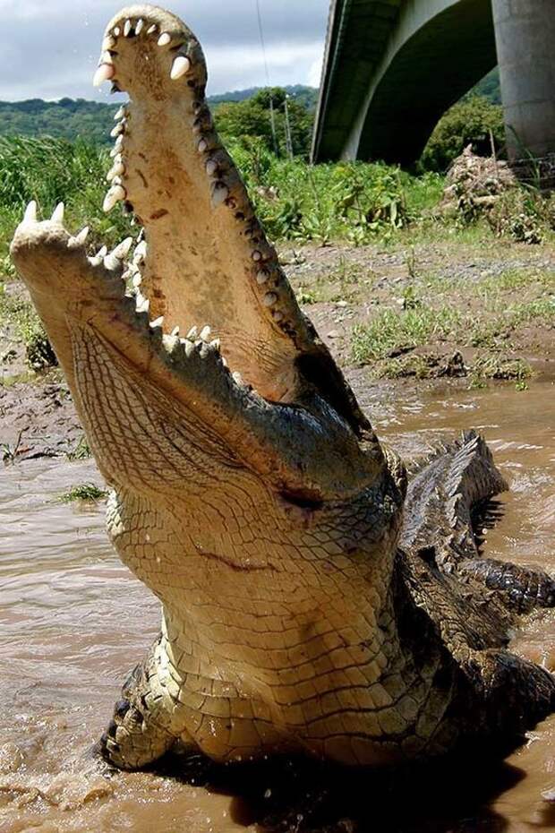 У них может вырастать один и тот же зуб до сотни раз. аллигатор, интересное, крокодил, природа, факты, фауна